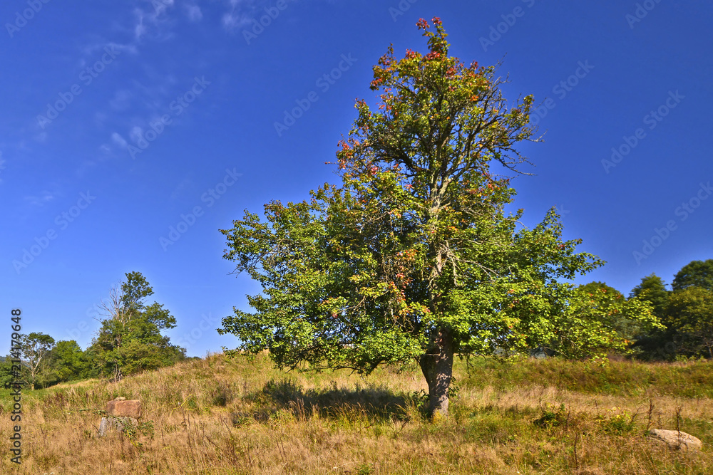 Old fruit tree in dry grassland under sunny blue sky in autumn . Old fruit tree in dry grassland under sunny blue sky in autumn .