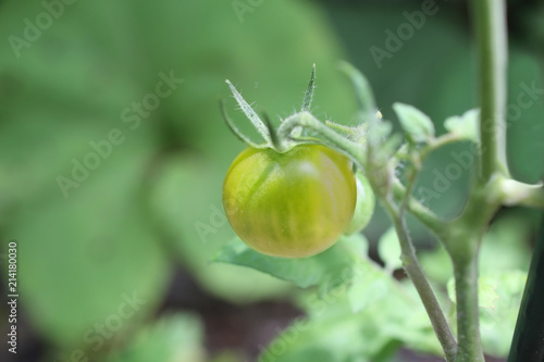 青プチトマト　Cherry tomatoes