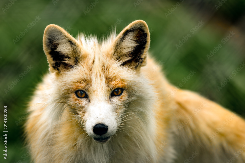 Beautiful fox uo close portrait. Beautiful fox uo close portrait.