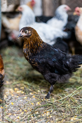 Chickens on the farm. Toned, style, color photo