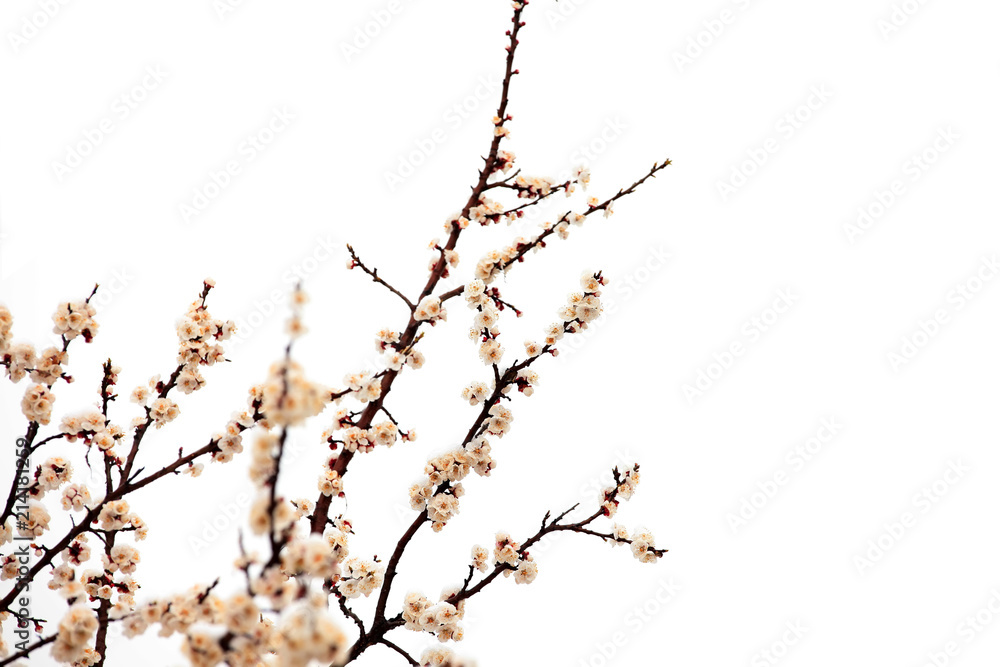 Apricot blossom in spring, white background.