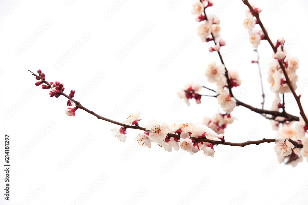 Apricot blossom in spring, white background. Apricot blossom in spring, white background.