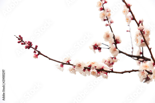 Apricot blossom in spring, white background. © zhengzaishanchu