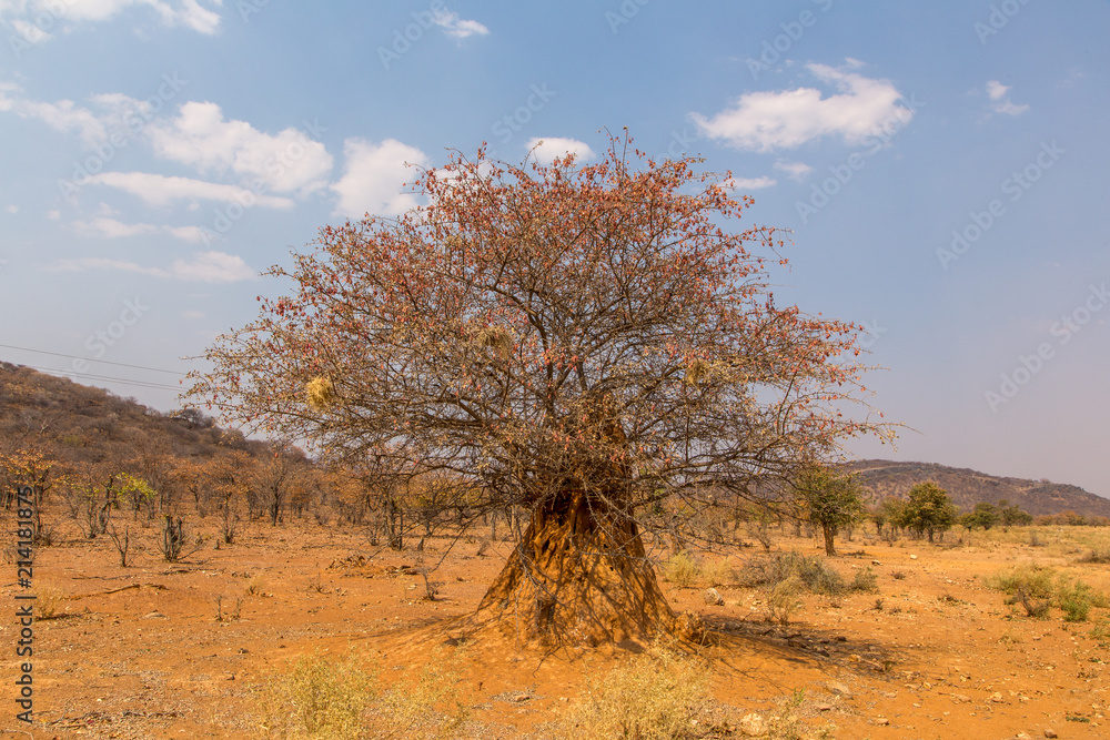 un arbre serti d'une termitière