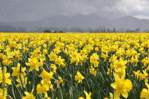 daffodil