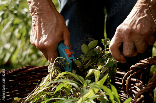 Foto Seniorin bei der Gartenarbeit