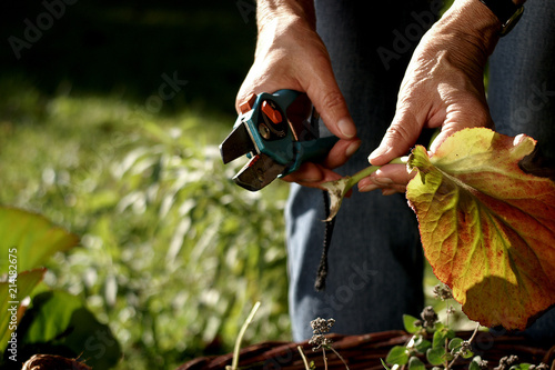 Seniorin bei der Gartenarbeit photo