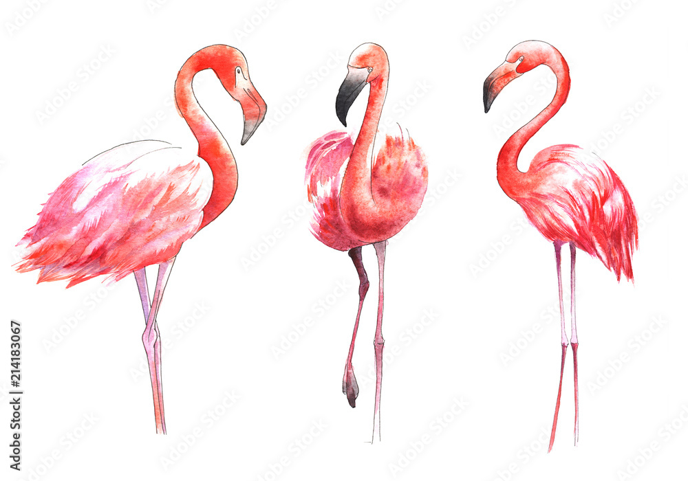 Fototapeta Watercolor painted bird. The greater flamingo in color.