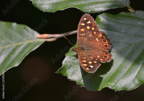 Waldbrettspiel photo