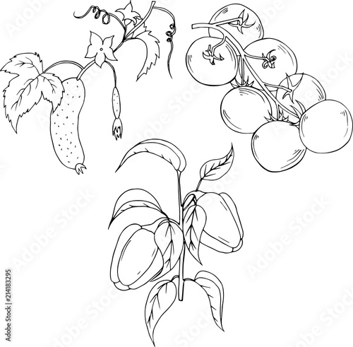 tomatoes, peppers and cucumber branch. Hand drawn illustration isolated on white background