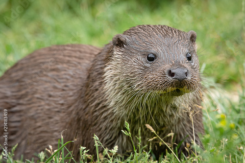 A very close up low level portrait of an otter staring slightly right of the camera with eyes wide open and a plain grass background