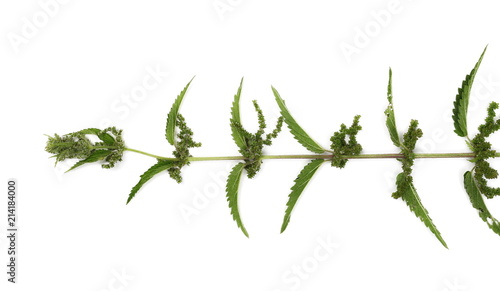 Common stinging nettle isolated on white background, Urtica dioica, top view
