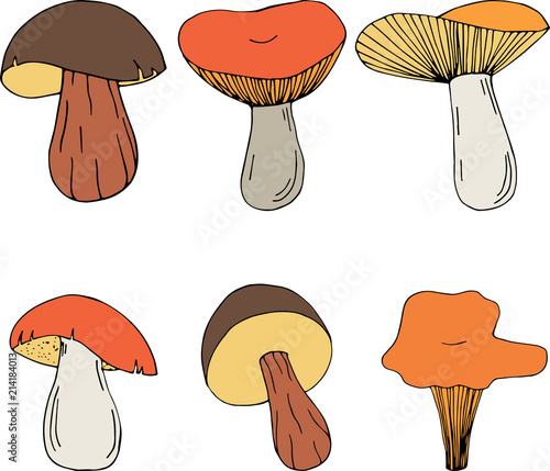 Set of different forest mushrooms. Hand drawn illustration isolated on white background.