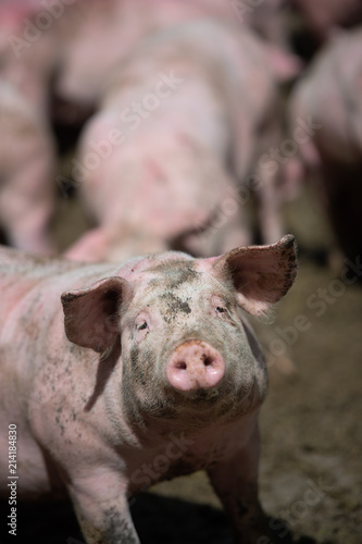 Domestic pigs. Pigs on a farm in the village © FreeProd