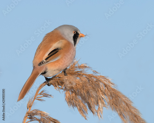 Male Bearded Reedling (Panurus biarmicus) sitting on a cane on a winter morning