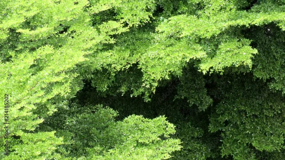 Panorama aerial view of Beautiful summer breeze on nature green leaves video footage clip.
Panorama aerial view of Beautiful summer breeze on nature green leaves video footage clip.
