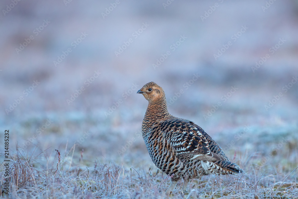 Female Black Grouse stands on the bog during the mating season Female Black Grouse stands on the bog during the mating season