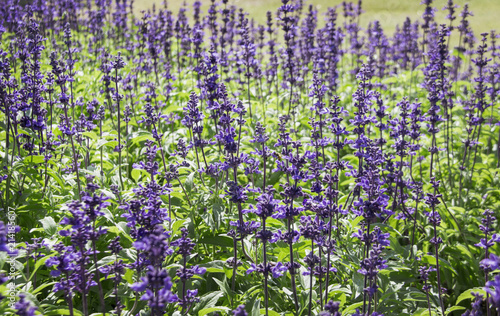 Fototapeta Naklejka Na Ścianę i Meble -  aroma lavender flower in garden.