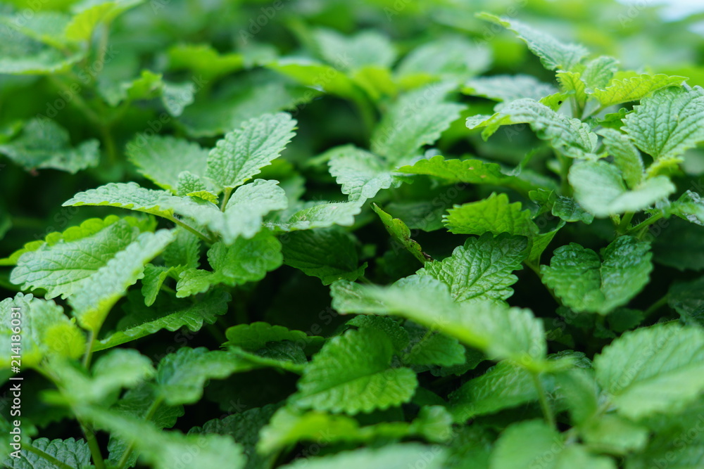 close up of growing mint herb in the garden, seamless texture background close up of growing mint herb in the garden, seamless texture background
