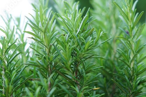 close up of growing rosemary plant. Spice herb for culinary and aroma