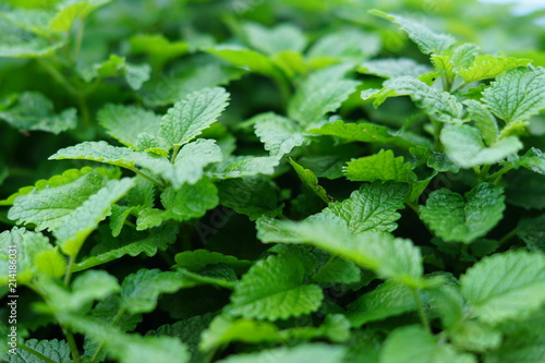 close up of growing mint herb in the garden, seamless texture background