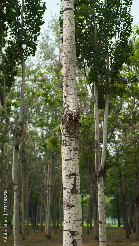 Fototapeta premium tree trunk
