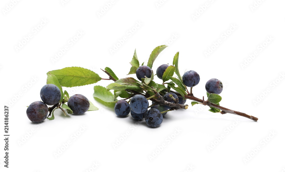 Fresh blackthorn berries with twig and leaves, prunus spinosa isolated on white background Fresh blackthorn berries with twig and leaves, prunus spinosa isolated on white background