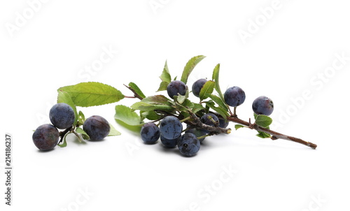 Fresh blackthorn berries with twig and leaves, prunus spinosa isolated on white background photo