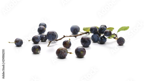 Fresh blackthorn berries with twig and leaves, prunus spinosa isolated on white background