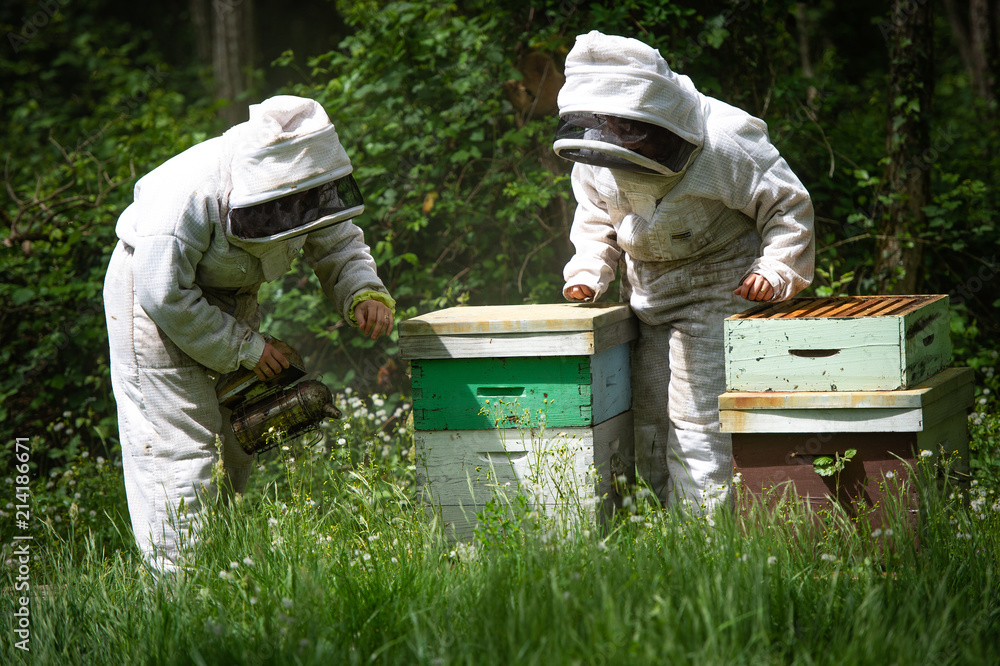 Beekeeper working collect honey. Beekeeping concept. Beekeeper working collect honey. Beekeeping concept.