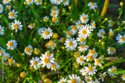 blooming chamomile field