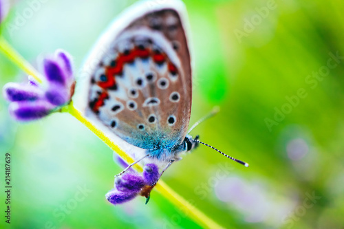 Wallpaper Mural A beautiful butterfly on the lavender field, macro view, countryside life concept. Torontodigital.ca