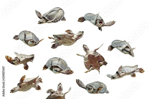 Carettochelys insculpta. Collection of funny turtles on white background. Isolated image of aquatic animal. Merry reptile in different poses close up. © Daniil