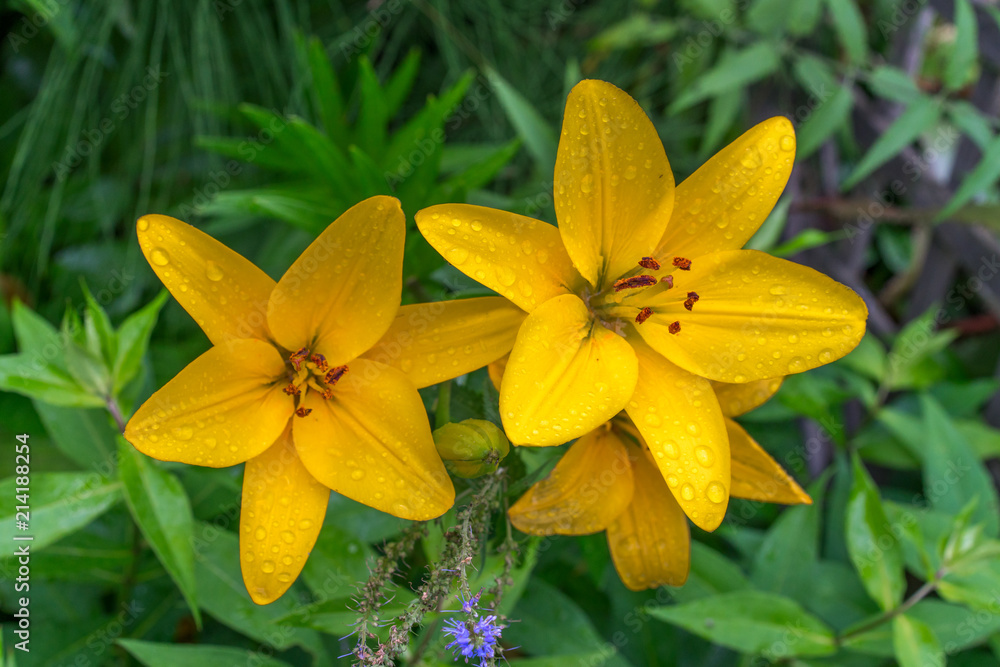 Yellow lily in the garden after the rain Yellow lily in the garden after the rain