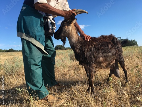 Cuadro en lienzo Goat in Crimea