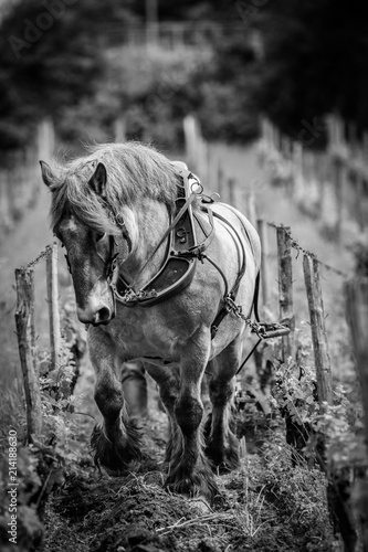 Labour Vineyard with a draft white horse-Saint-Emilion-France