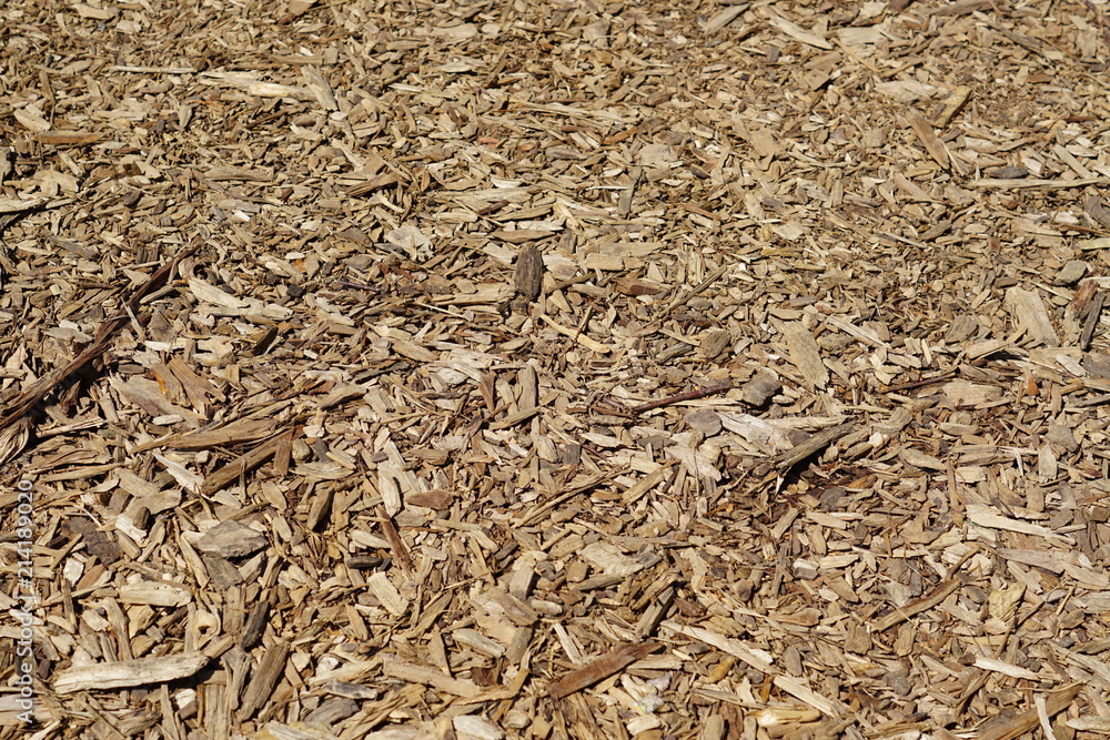 texture of natural dry wood on the ground