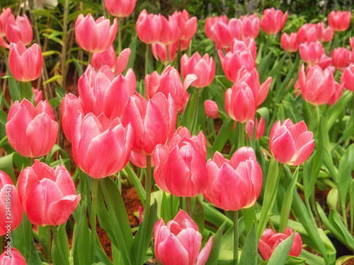 beautiful red tulips flower in tulip field  spring-flowering plant cup-shaped flowers.