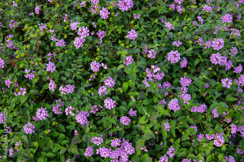 Blossom Purple lantana
