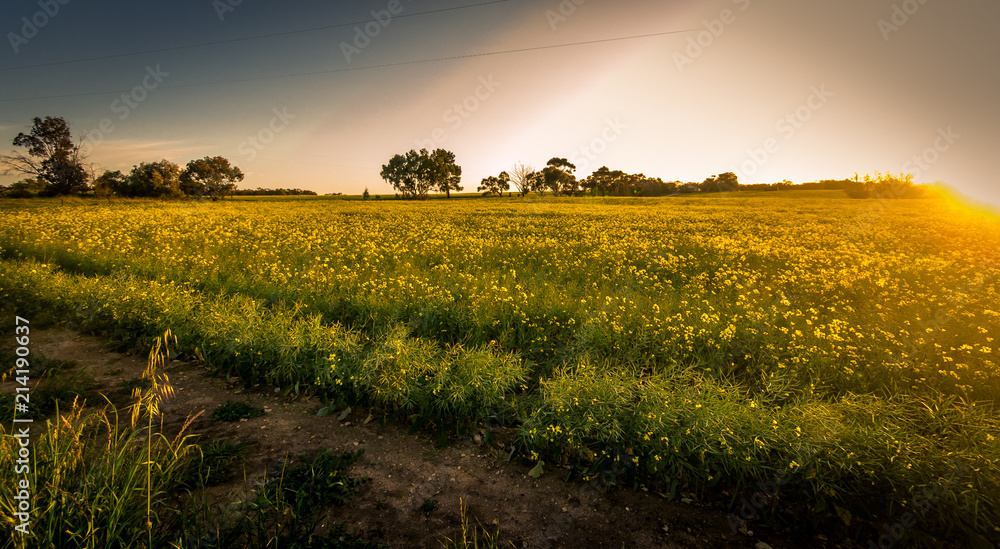 Obraz premium Australian Canola Fields