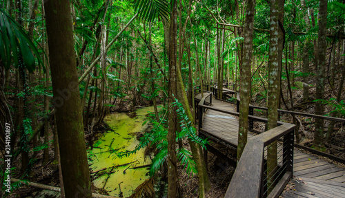 Australia Fraser island Jungle photo