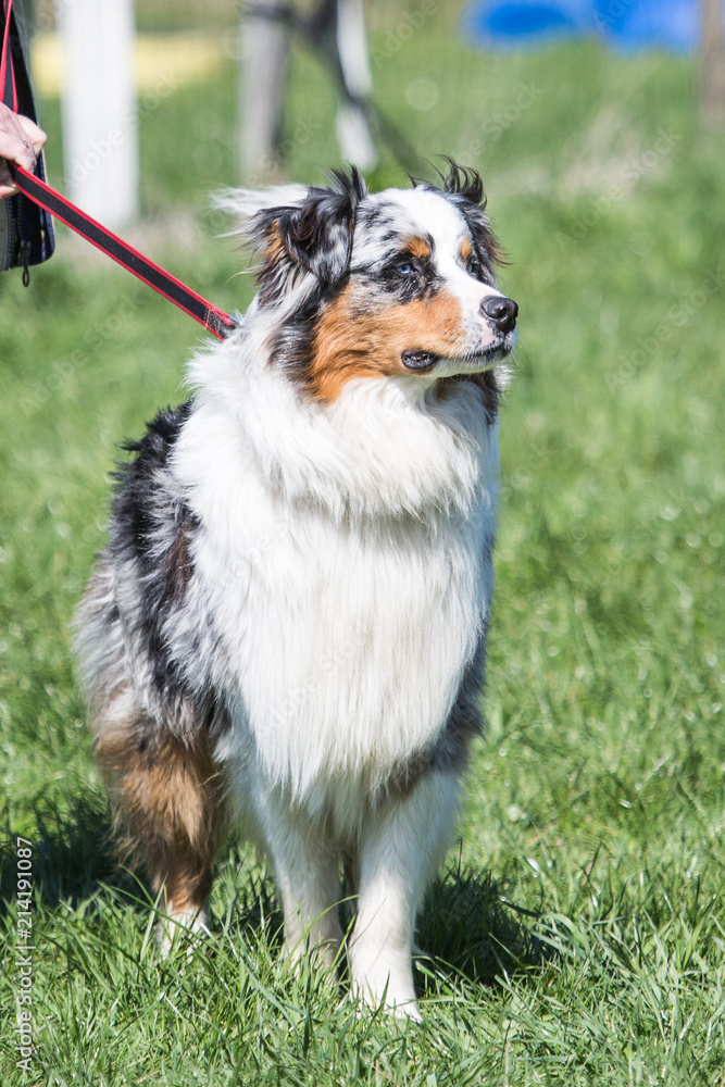 Portrait of Australian Shepherd Dog in Belgium Portrait of Australian Shepherd Dog in Belgium