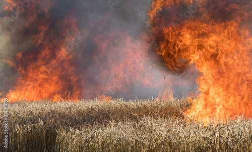 Feldbrand, brennendes Weizenfeld