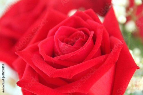 Red roses bouquet - close up