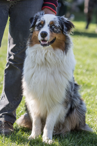 Portrait of Australian Shepherd Dog in Belgium