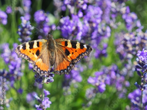 Schmetterling (Kleiner Fuchs) im Lavendel