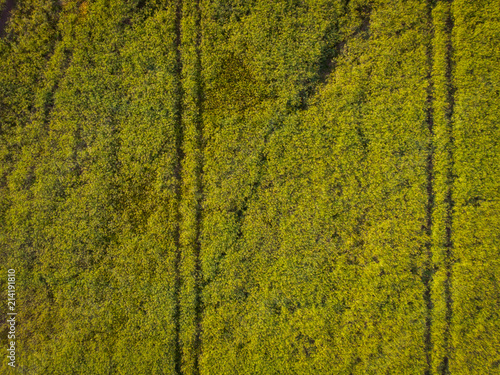 Image from drone view over a  meadow like a background