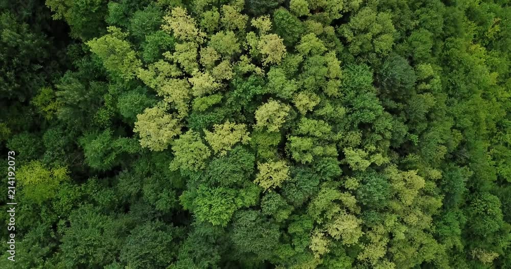 Aerial top view of summer green trees in forest background, Caucasus, Russia. Drone photography. Coniferous and deciduous trees, forest road. Beautiful panoramic photo over the tops of pine forest.