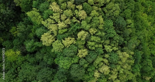 Aerial top view of summer green trees in forest background, Caucasus, Russia. Drone photography. Coniferous and deciduous trees, forest road. Beautiful panoramic photo over the tops of pine forest.