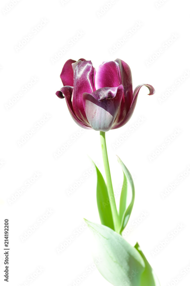 Obraz premium Fresh spring flower Beautiful black tulips.White background Isolated . Selective focus used. Keukenhof